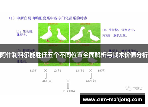 阿什利科尔能胜任五个不同位置全面解析与战术价值分析 阿什利科尔能胜任五个不同位置全面解析与战术价值分析